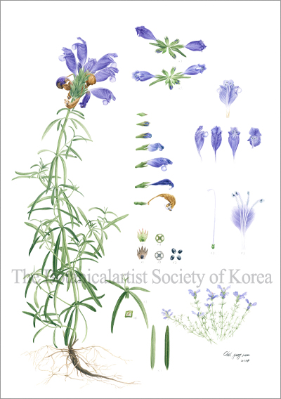 용머리.jpg
